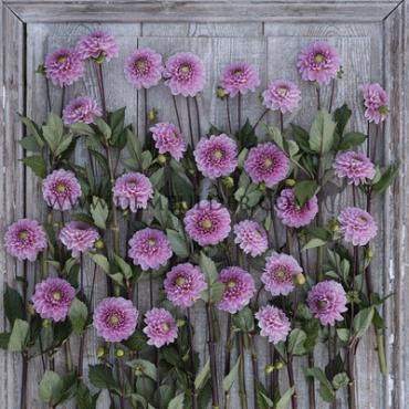 Dahlia Veerle (x 35)