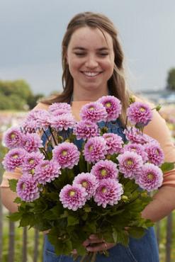 Dahlia Veerle (x 35)
