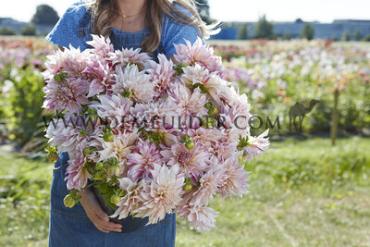 Dahlia Café au Lait Twist (x 35)