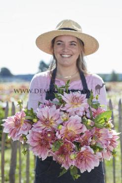 Dahlia Fairway Pilot (x 35)