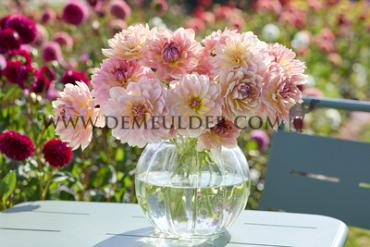 Dahlia Joel's Favorite (x 35)