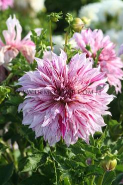 Dahlia Prince Vaillant (x 35)