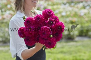 Dahlia Candy Time (x 35)
