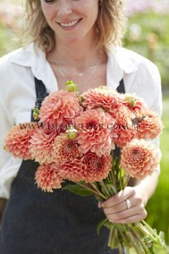 Dahlia Freeman (x 35)