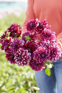 Dahlia Hemisphere (x 35)