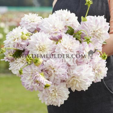 Dahlia Mama Mia (x 35)