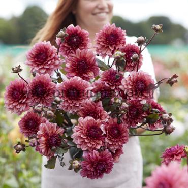 Dahlia Molly Raven (x 35)