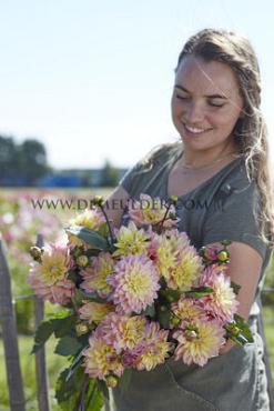 Dahlia Mondriaan (x 35)