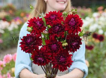 Dahlia National Velvet (x 35)