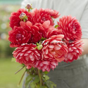 Dahlia R Mona (x 35)