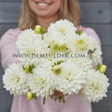 Dahlia White Love (x 35)