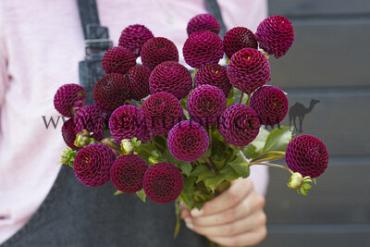 Dahlia Moorplace (x 35)