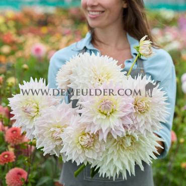 Dahlia Ka's Cloud (x 35)