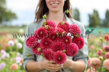 Dahlia Ariston (x 35)