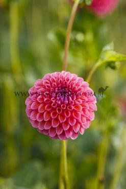 Dahlia Hapet Coppery (x 35)