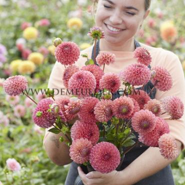 Dahlia Hapet Coppery (x 35)