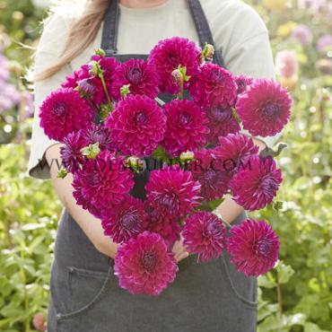 Dahlia Randy Crawford (x 35)