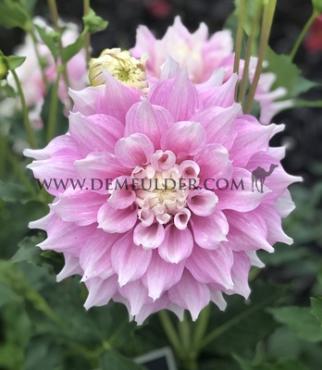Dahlia Gitt's Perfection (x 35)