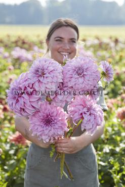 Dahlia Vassio Meggos (x 35)