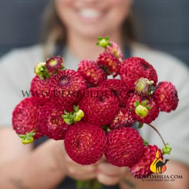 Dahlia Ryecroft Blackberry (x 35)