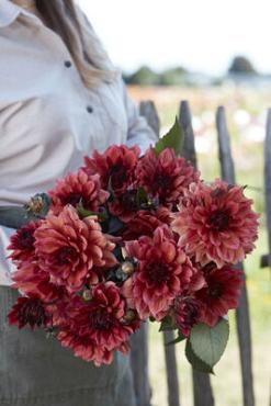 Dahlia Invitation (x 35)