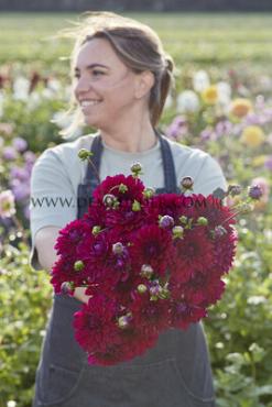 Dahlia Mister Blue (x 35)