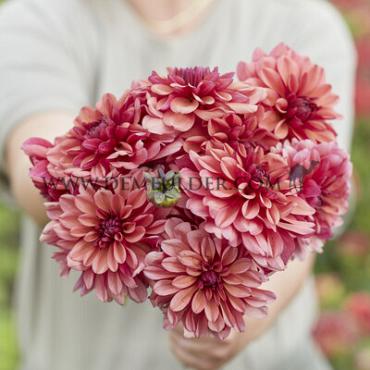 Dahlia Negroni Sunset (x 35)