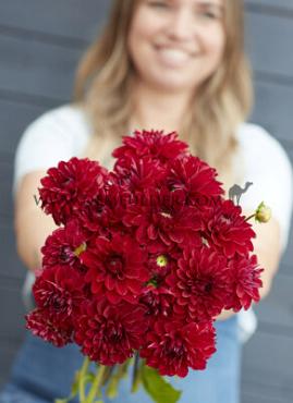 Dahlia Red Queen (x 35)