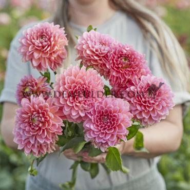 Dahlia Rina Bredie (x 35)