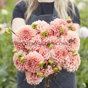 Dahlia Romance (x 35)