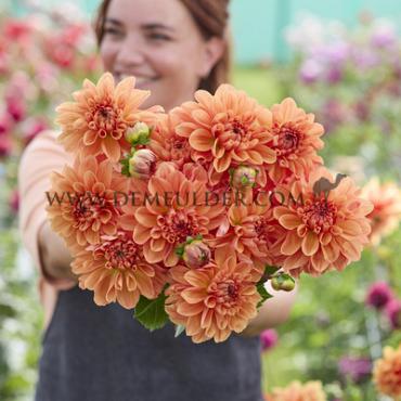 Dahlia Royal King (x 35)