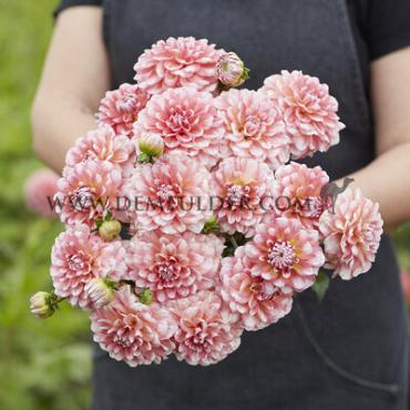 Dahlia Trustfull (x 35)