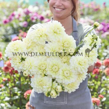 Dahlia White Cream (x 35)