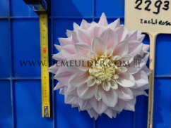 Dahlia Elliot (x 35)