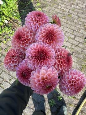 Verpakte Dahlia Ball Dahlia Bazuin® Ymke (x 35)