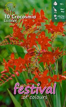 Pre-packed Crocosmia Lucifer (x14x10)