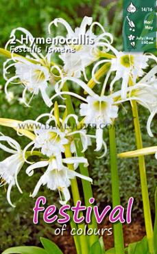 Festalis Hymenocallis Festalis (x14x2)
