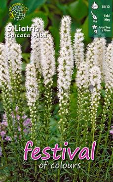 Spicata Spicata Alba Liatris Alba Spicata 10/12 (x14x5)