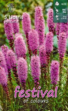 Spicata Festival Winter Miscellaneous Liatris Spicata 10/12 (x14x5)