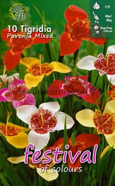 Pavonia Gemengd Festival Spring Miscellaneous Tigridia Gemengd 7/9 (x14x10)