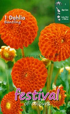 Pompon Bantling Festival Winter Dahlia Pompon Dahlia Bantling I (x14x1)