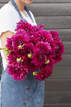 Pre-packed Dahlia Berner-Oberland I (x14x1)