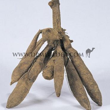 Pre-packed Dahlia Berner-Oberland I (x14x1)