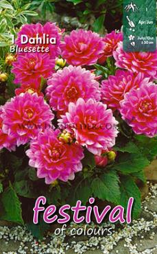 Decorative Dwarf Bluesette Festival Spring Dahlia Dwarf Dahlia Bluesette I (x14x1)