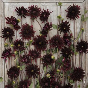 Cactus Of Semicactus Chat Noir Festival Winter Dahlia Cactus Of Semicactus Dahlia Chat Noir I (x14x1)