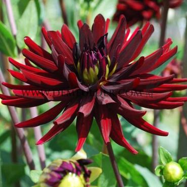 Cactus Of Semicactus Chat Noir Festival Winter Dahlia Cactus Of Semicactus Dahlia Chat Noir I (x14x1)