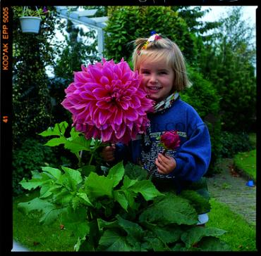 Decorative Dinnerplate Emory Paul Festival Winter Dahlia Dinnerplate Dahlia Emory Paul I (x14x1)