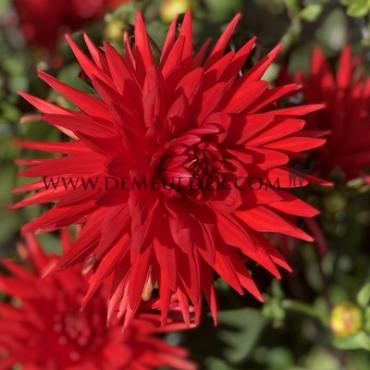 Cactus Of Semicactus Forrestal Festival Winter Dahlia Cactus Of Semicactus Dahlia Forrestal I (x14x1)