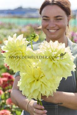 Decorative Dinnerplate Kelvin Floodlight Dahlia Kelvin Floodlight Decorative (x14x1)