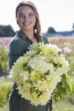 Decorative Dinnerplate Kelvin Floodlight Dahlia Kelvin Floodlight Decorative (x14x1)